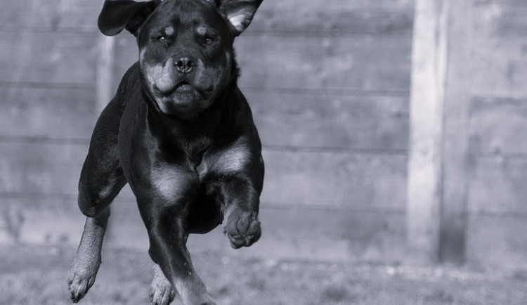 Dva rotvajleři pokousali malou holčičku, s vážnými zraněními ji transportoval do nemocnice vrtulník