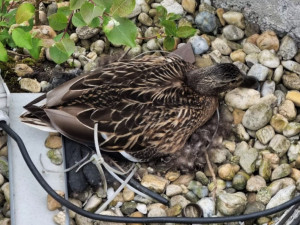 Divoká kachna si opět vybudovala hnízdo na střeše devítipatrové budovy v centru města