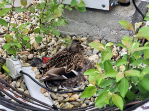 Divoká kachna si opět vybudovala hnízdo na střeše devítipatrové budovy v centru města