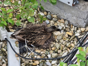 Divoká kachna si opět vybudovala hnízdo na střeše devítipatrové budovy v centru města