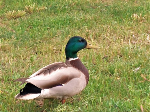 Záletný kulhající kačer je otcem mnoha kachních mláďat po celé Plzni