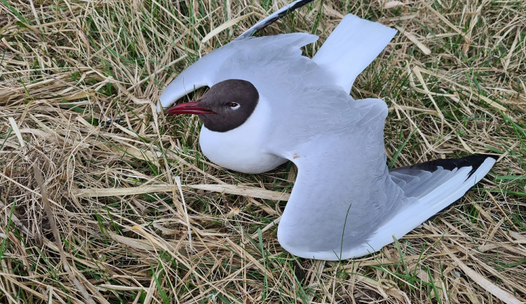ilustrační foto z jiného případu, zdroj: Ondřej Ryška (Česká společnost ornitologická)