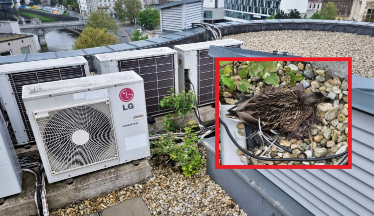Divoká kachna si opět vybudovala hnízdo na střeše devítipatrové budovy v centru města