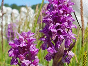 prstnatec májový, foto: Zuzana Blažková