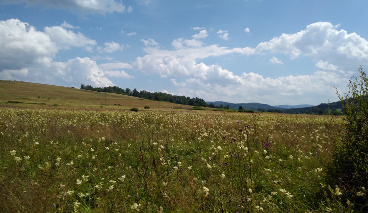 O cenné přírodní území se vzácnými druhy orchidejí u Nemanic bude pečovat vlastník pozemku spolu s CHKO