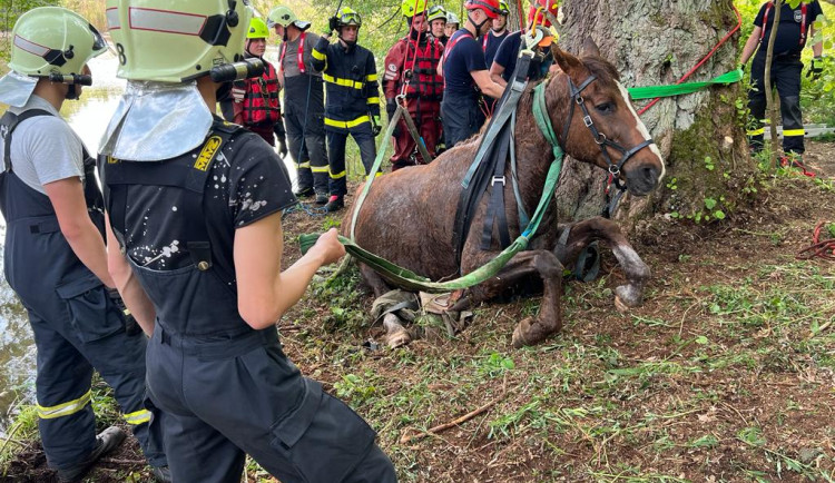 Hasiči zachránili koně, který uvízl v bahně. Použili síť a kladku