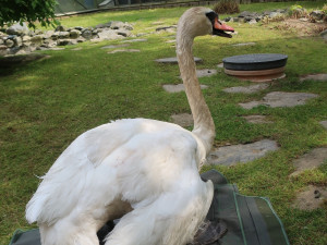 Labutí samec už po amputaci křídla