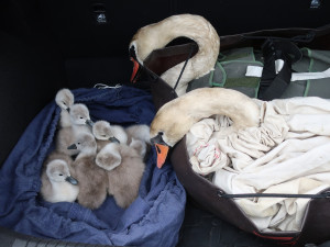 Transport labutí z místa nehody