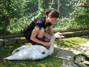 Labutí samec už po amputaci křídla