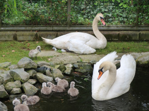 Labutí samec už po amputaci křídla společně s rodinou v záchranné stanici živočichů