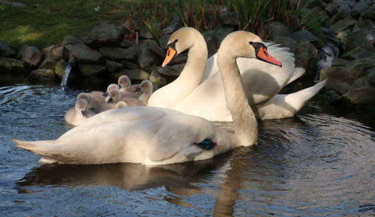 Labutí samec už po amputaci křídla společně s rodinou v záchranné stanici živočichů
