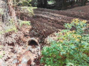 Národní park Šumava uložil Kašperskohorským městským lesům pokutu 1,5 milionu za nešetrnou těžbu dřeva