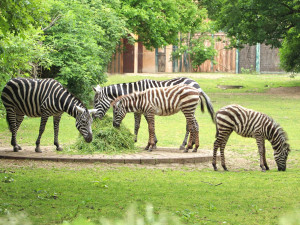 Mládě velmi vzácné zebry bezhřívé, narozené v lednu v plzeňské zoo, se jmenuje Embimbi