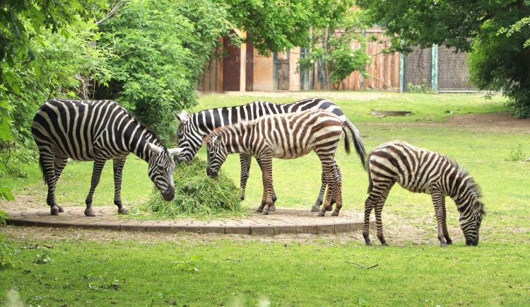 Mládě velmi vzácné zebry bezhřívé, narozené v lednu v plzeňské zoo, se jmenuje Embimbi