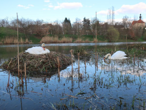 Obávaný labutí samec přezdívaný Trenér i letos přišel o celé potomstvo. Zůstala mu jen partnerka
