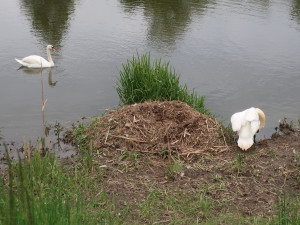Obávaný labutí samec přezdívaný Trenér i letos přišel o celé potomstvo. Zůstala mu jen partnerka
