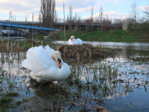 Obávaný labutí samec přezdívaný Trenér i letos přišel o celé potomstvo. Zůstala mu jen partnerka