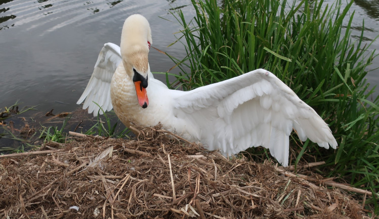 Obávaný labutí samec přezdívaný Trenér i letos přišel o celé potomstvo. Zůstala mu jen partnerka