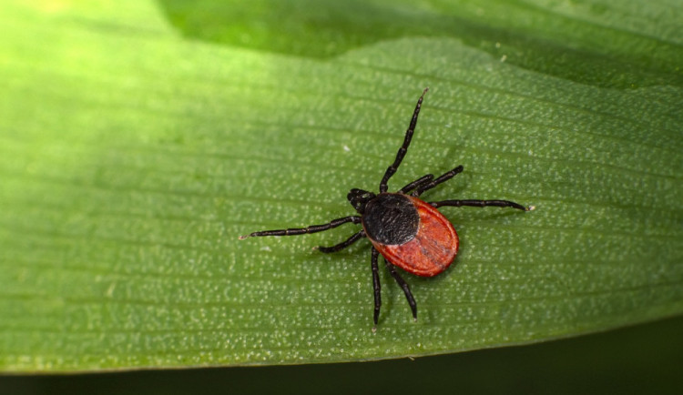 Počasí přeje klíšťatům, meteorologové vyhlásili nejvyšší riziko napadení