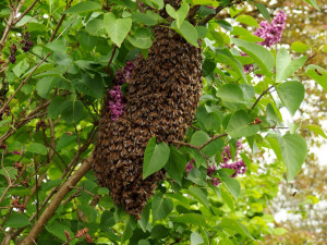 Hasičům přibývají výjezdy kvůli včelím rojům, lidé by je ale měli volat jen ve vážných případech