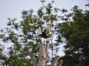 Nádherná podívaná, dva čápi spolu dováděli vysoko na špičce uříznutého stromu na zahradě u domu