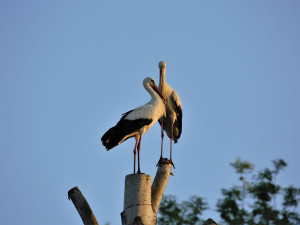 Nádherná podívaná, dva čápi spolu dováděli vysoko na špičce uříznutého stromu na zahradě u domu