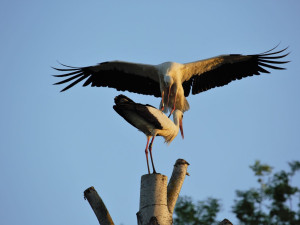 Nádherná podívaná, dva čápi spolu dováděli vysoko na špičce uříznutého stromu na zahradě u domu