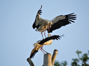 Nádherná podívaná, dva čápi spolu dováděli vysoko na špičce uříznutého stromu na zahradě u domu