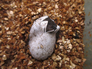 Zoo se podařil unikátní odchov pěti mláďat agamy stromy. Na vylíhnutí čeká v inkubátoru dalších sedm vajec