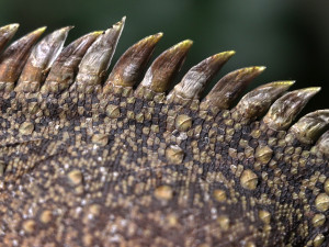 Zoo se podařil unikátní odchov pěti mláďat agamy stromy. Na vylíhnutí čeká v inkubátoru dalších sedm vajec