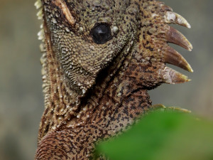 Zoo se podařil unikátní odchov pěti mláďat agamy stromy. Na vylíhnutí čeká v inkubátoru dalších sedm vajec
