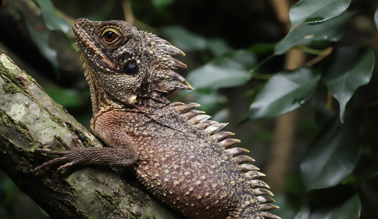Zoo se podařil unikátní odchov pěti mláďat agamy stromy. Na vylíhnutí čeká v inkubátoru dalších sedm vajec