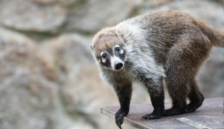 Zoologická zahrada má nové nosály, chce založit chovnou skupinu