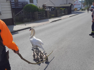 Labutí rodinka vyrazila na procházku k nádraží, do bezpečí ji doprovodili hasiči