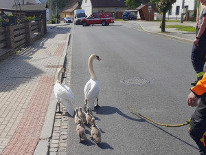 Labutí rodinka vyrazila na procházku k nádraží, do bezpečí ji doprovodili hasiči