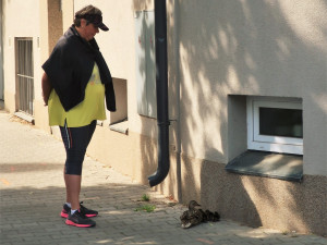 Kachny vyrážejí z centra města po ulicích se svými čerstvě vylíhnutými mláďaty na dobrodružnou výpravu k řece