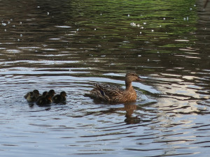 Kachny vyrážejí z centra města se svými čerstvě vylíhnutými mláďaty na dobrodružnou výpravu k řece