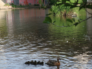Kachny vyrážejí z centra města se svými čerstvě vylíhnutými mláďaty na dobrodružnou výpravu k řece