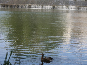 Kachny vyrážejí z centra města se svými čerstvě vylíhnutými mláďaty na dobrodružnou výpravu k řece