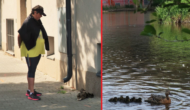 Kachny vyrážejí z centra města se svými čerstvě vylíhnutými mláďaty na dobrodružnou výpravu k řece
