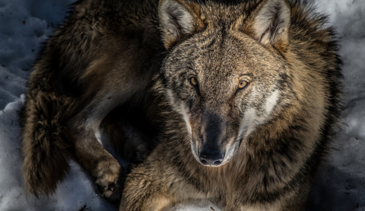 Vlčí smečky se na Šumavě vyskytují už šest let. Co o nich víme?