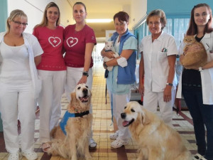 Čtyřnozí terapeuti pomáhají s léčbou v Rokycanské nemocnici. Pacienty navštěvují retrívři Charlie s Jackem a tři kočky