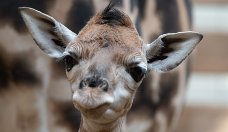 Libereckým tahákem pro turisty jsou zoologická zahrada a zábavní parky