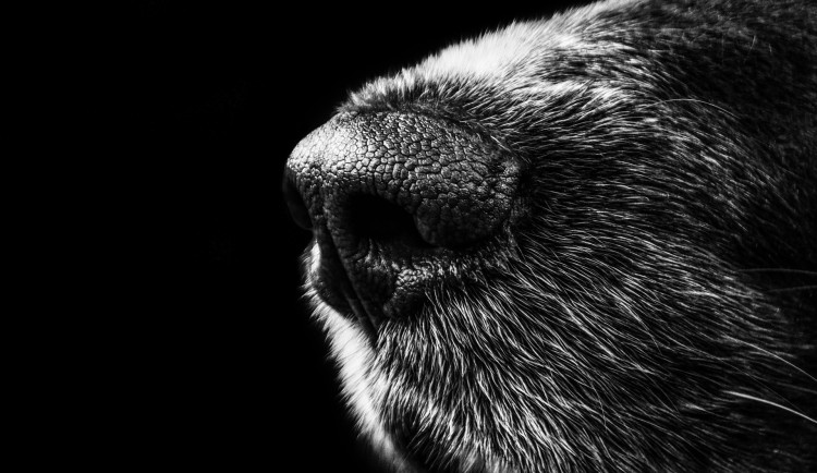 Bezdomovce překvapil mrtvý pes vyhozený v kontejneru