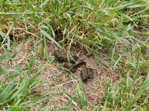 Nezodpovědní pejskaři dělají z některých lokalit v Plzni úplné minové pole, pokuty padají jen výjimečně