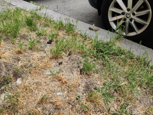 Po vystoupení z auta si musí dávat lidé velký pozor, aby do něčeho nešlápli.