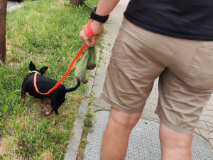 Nezodpovědní pejskaři dělají z některých lokalit v Plzni úplné minové pole, pokuty padají jen výjimečně