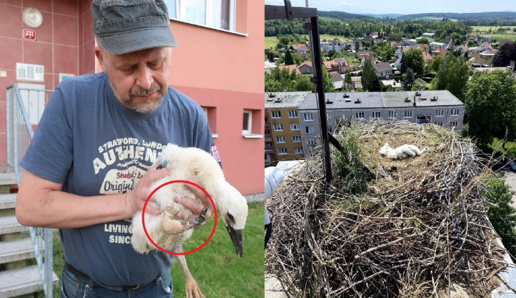 Provaz ošklivě zaškrtil na hnízdě nohu malého čápa. Mládě bohužel vážné zranění nepřežilo