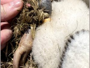 Provaz ošklivě zaškrtil na hnízdě nohu malého čápa. Mládě bohužel vážné zranění nepřežilo