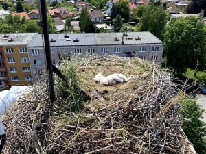 Provaz ošklivě zaškrtil na hnízdě nohu malého čápa. Mládě bohužel vážné zranění nepřežilo